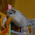 むっちょの冒険