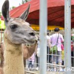 〔më〕大沼ポロト動物園に行ってきました!!