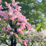 〔më〕札幌ダイジェスト!!