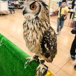 〔më〕ホーマック石川店 カメ、タカ、うさぎのふれあい広場に行ってきました!!
